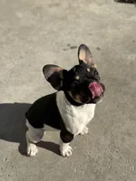 Buttercup , a female French Bulldog for sale in Conway, SC – Photo 5 of 5