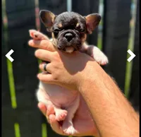Buttercup , a female French Bulldog for sale in Conway, SC – Photo 2 of 5