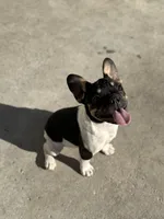 Buttercup , a female French Bulldog for sale in Conway, SC – Photo 1 of 5