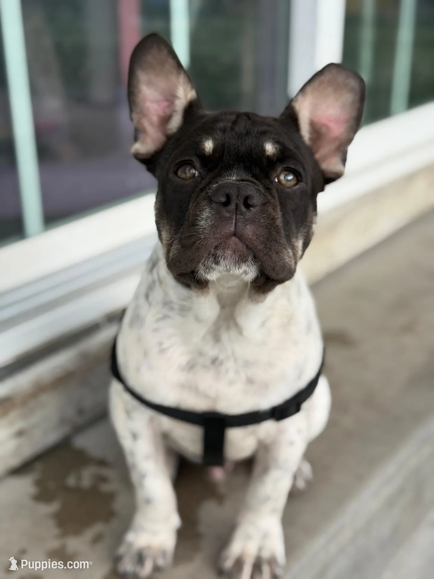 Roscoe, a male French Bulldog for sale in Conway, SC – Photo 2 of 10