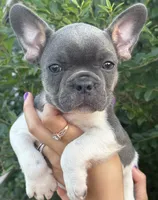 Bella , a female French Bulldog for sale in Myrtle Beach, SC – 3 of 6