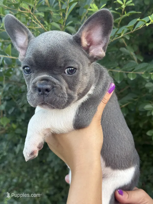 Bella  – French Bulldog puppy for sale in Myrtle Beach, SC