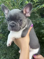 Bella , a female French Bulldog for sale in Myrtle Beach, SC – 1 of 6