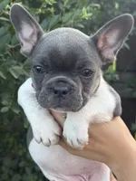 Bella , a female French Bulldog for sale in Myrtle Beach, SC – 2 of 6