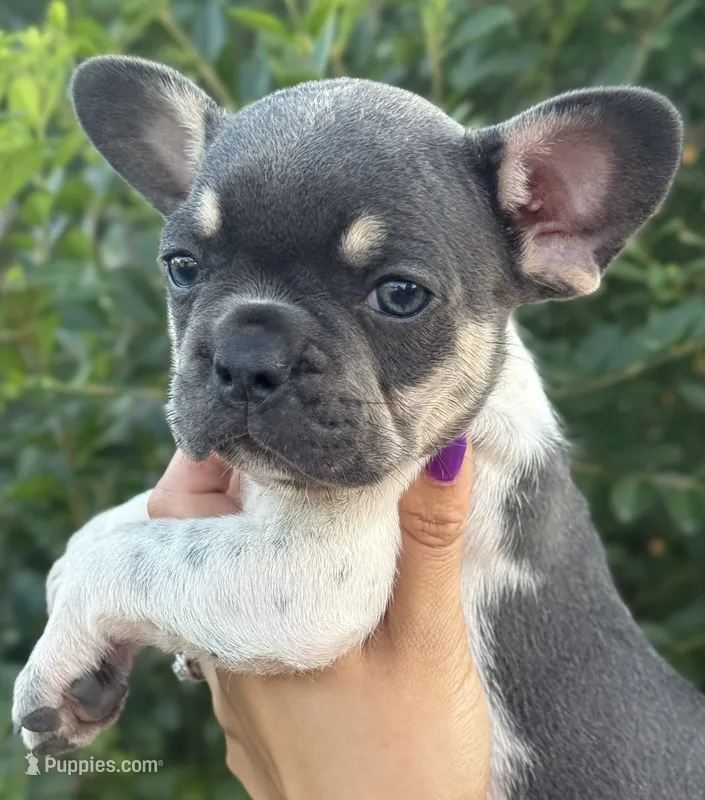 Stella  – French Bulldog puppy for sale in Myrtle Beach, SC