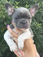 Bella , a female French Bulldog for sale in Myrtle Beach, SC – 4 of 6