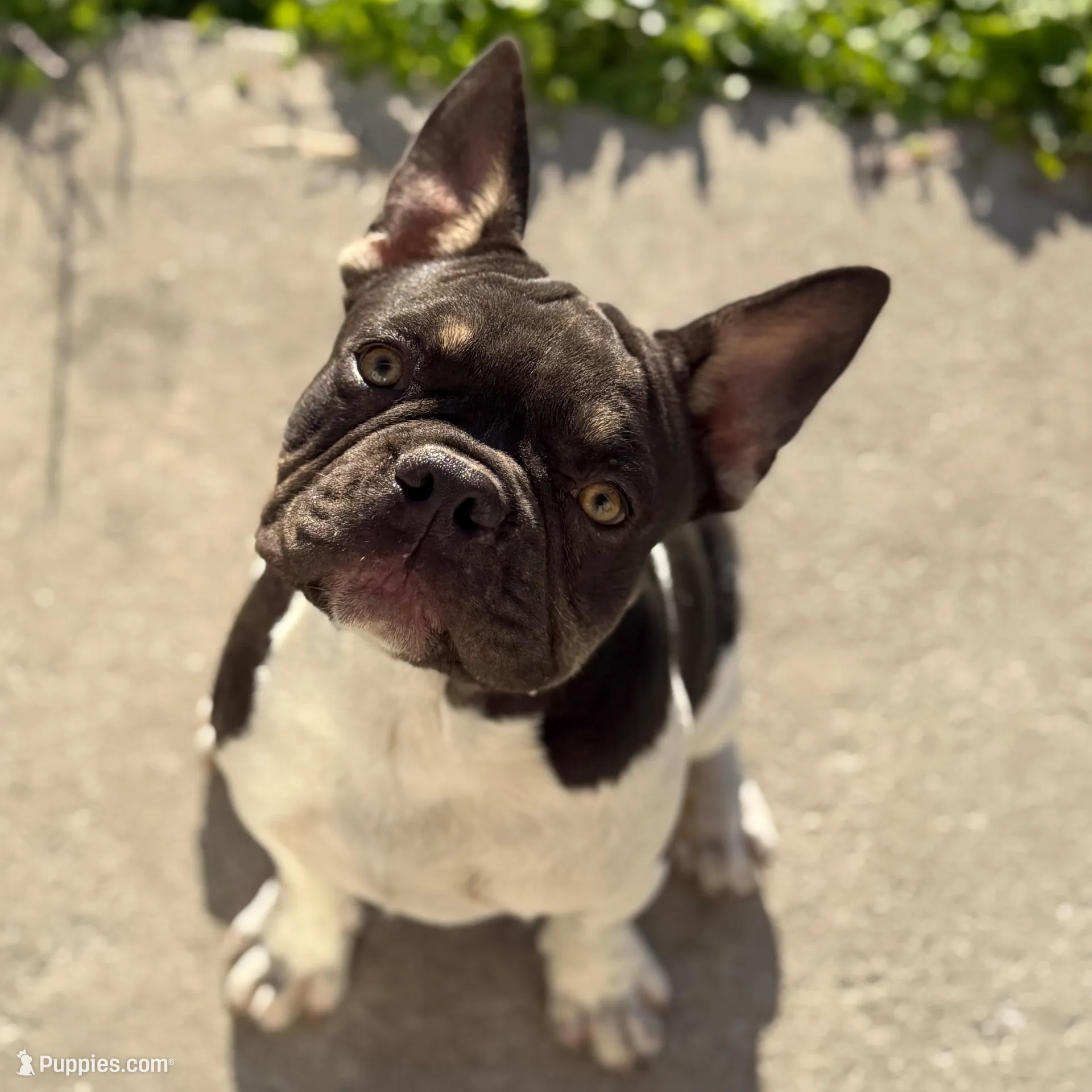 Diesel , a male French Bulldog for sale in Conway, SC – Photo 3 of 3