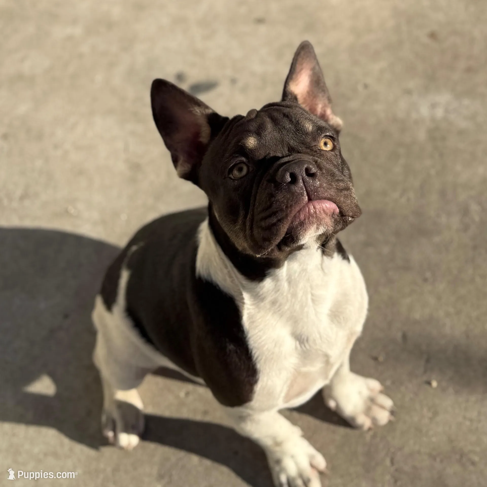 Diesel , a male French Bulldog for sale in Conway, SC – Photo 2 of 3