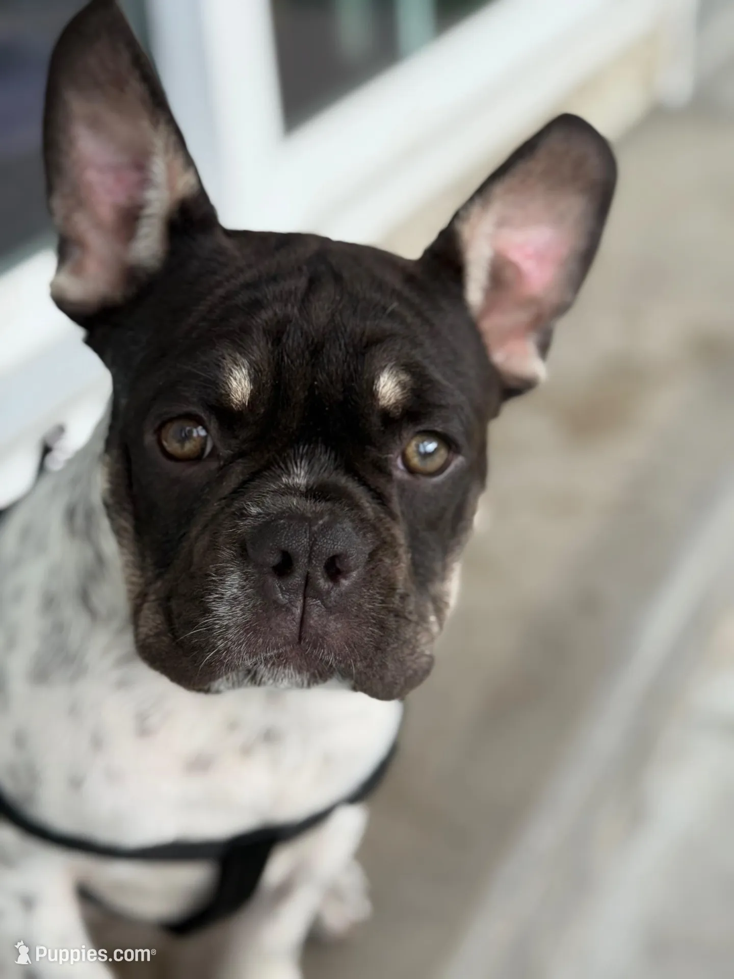 Roscoe, a male French Bulldog for sale in Conway, SC – Photo 3 of 10