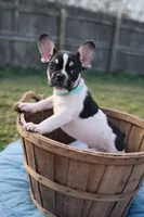 Archer, a male French Bulldog for sale in Conway, SC – Photo 2 of 4