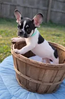 Archer, a male French Bulldog for sale in Conway, SC – Photo 3 of 4