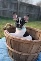 Archer, a male French Bulldog for sale in Conway, SC – Photo 1 of 4