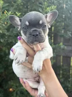 Stella , a female French Bulldog for sale in Myrtle Beach, SC – 5 of 6