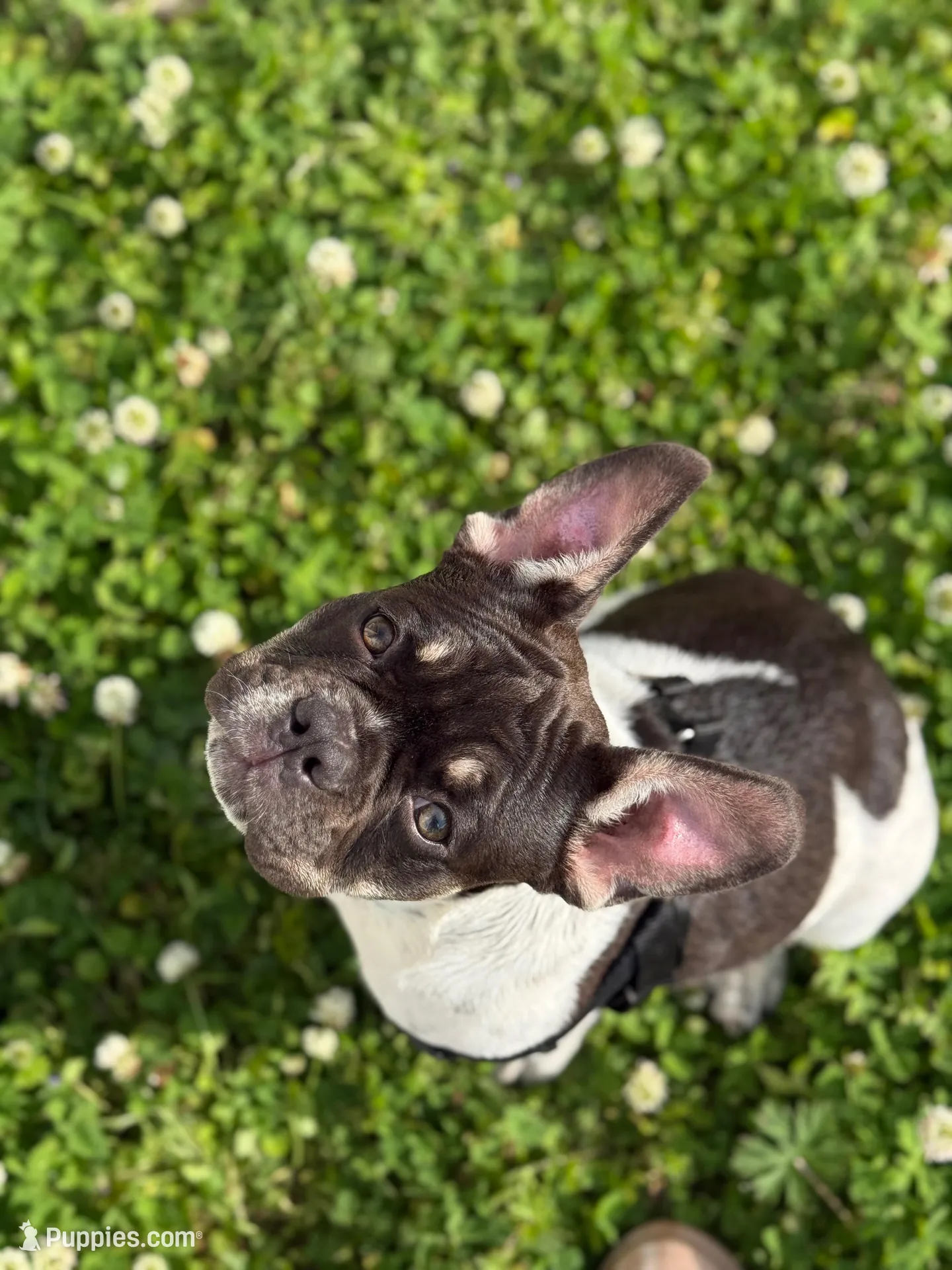 Roscoe, a male French Bulldog for sale in Conway, SC – Photo 4 of 10