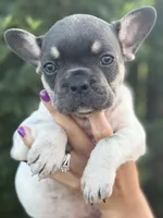 Stella , a female French Bulldog for sale in Myrtle Beach, SC – 3 of 6