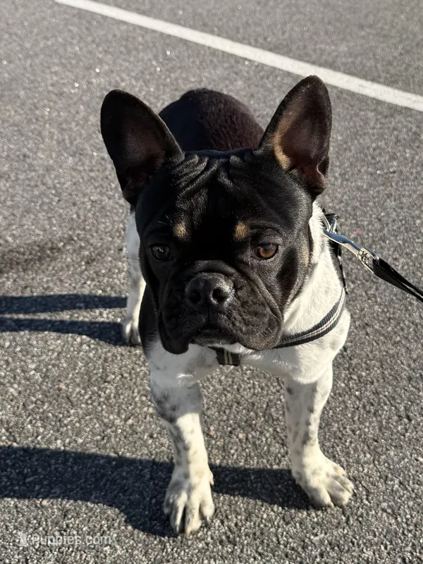 Dash – French Bulldog puppy for sale in Conway, SC