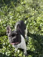 Dash, a male French Bulldog for sale in Conway, SC – Photo 6 of 6