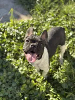 Dash, a male French Bulldog for sale in Conway, SC – Photo 3 of 6