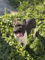 Dash, a male French Bulldog for sale in Conway, SC – Photo 4 of 6