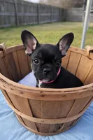 Coco Belle, a female French Bulldog for sale in Conway, SC – Photo 6 of 10