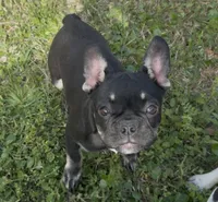 Coco Belle, a female French Bulldog for sale in Conway, SC – Photo 3 of 10