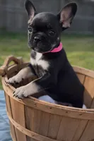 Coco Belle, a female French Bulldog for sale in Conway, SC – Photo 10 of 10