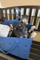 Coco Belle, a female French Bulldog for sale in Conway, SC – Photo 2 of 10