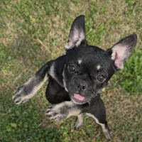 Coco Belle, a female French Bulldog for sale in Conway, SC – Photo 5 of 10