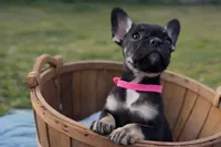 Coco Belle, a female French Bulldog for sale in Conway, SC – Photo 9 of 10