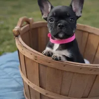 Coco Belle, a female French Bulldog for sale in Conway, SC – Photo 7 of 10