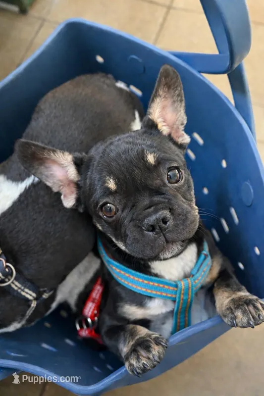 Coco Belle – French Bulldog puppy for sale in Conway, SC