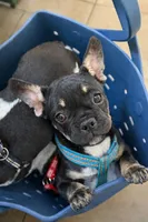 Coco Belle, a female French Bulldog for sale in Conway, SC – Photo 1 of 10