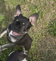 Coco Belle, a female French Bulldog for sale in Conway, SC – Photo 4 of 10