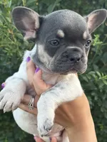 Stella , a female French Bulldog for sale in Myrtle Beach, SC – 4 of 6