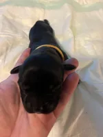 Yellow collar, a female Cane Corso for sale in Oklahoma City, OK – 4 of 14