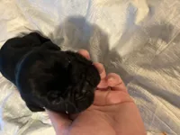 Pink collar, a female Cane Corso for sale in Oklahoma City, OK – 11 of 13