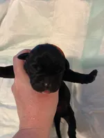 Orange collar, a male Cane Corso for sale in Oklahoma City, OK – 4 of 9