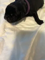 Purple collar, a female Cane Corso for sale in Oklahoma City, OK – 6 of 12