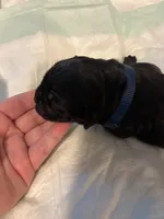 Dark blue, a male Cane Corso for sale in Oklahoma City, OK – 4 of 8