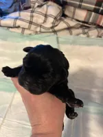 Green collar, a male Cane Corso for sale in Oklahoma City, OK – 6 of 9