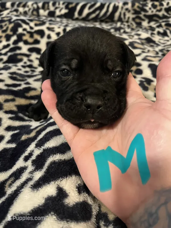Light blue – Cane Corso puppy for sale in Oklahoma City, OK