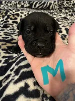 Light blue, a male Cane Corso for sale in Oklahoma City, OK – 1 of 10