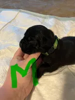 Green collar, a male Cane Corso for sale in Oklahoma City, OK – 2 of 9