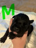 Green collar, a male Cane Corso for sale in Oklahoma City, OK – 3 of 9