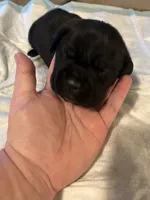 Orange collar, a male Cane Corso for sale in Oklahoma City, OK – 7 of 9