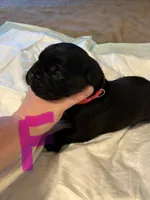 Pink collar, a female Cane Corso for sale in Oklahoma City, OK – 8 of 13