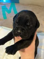 Light blue, a male Cane Corso for sale in Oklahoma City, OK – 3 of 10