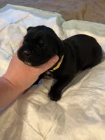 Yellow collar, a female Cane Corso for sale in Oklahoma City, OK – 3 of 14