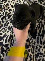 Yellow collar, a female Cane Corso for sale in Oklahoma City, OK – 13 of 14