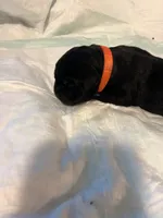 Orange collar, a male Cane Corso for sale in Oklahoma City, OK – 3 of 9